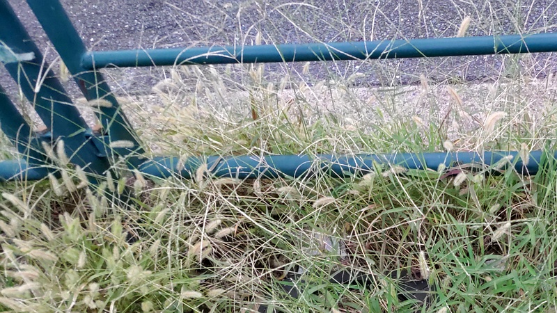 エノコログサ、メヒシバ 東京都大田区平和島公園