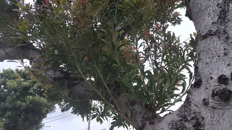 ヤマモモ 東京都大田区平和島公園