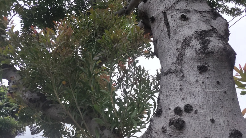 ヤマモモ 東京都大田区平和島公園