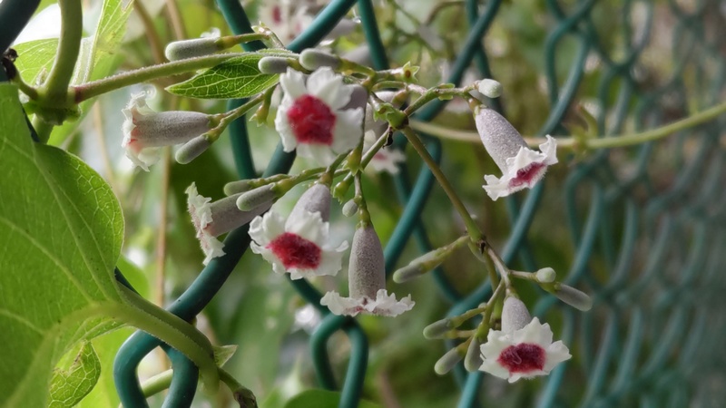 ヘクソカズラ 東京都大田区平和島公園