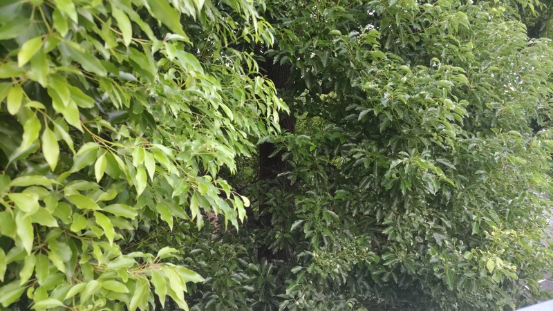 クスノキの色違いの葉 東京都大田区平和島公園