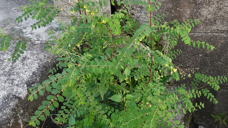 コミカンソウ 横浜市旭区中希望が丘