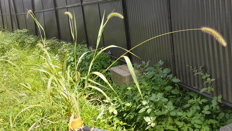 キンエノコロ 横浜市旭区鶴ヶ峰