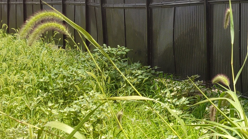 キンエノコロ 横浜市旭区鶴ヶ峰