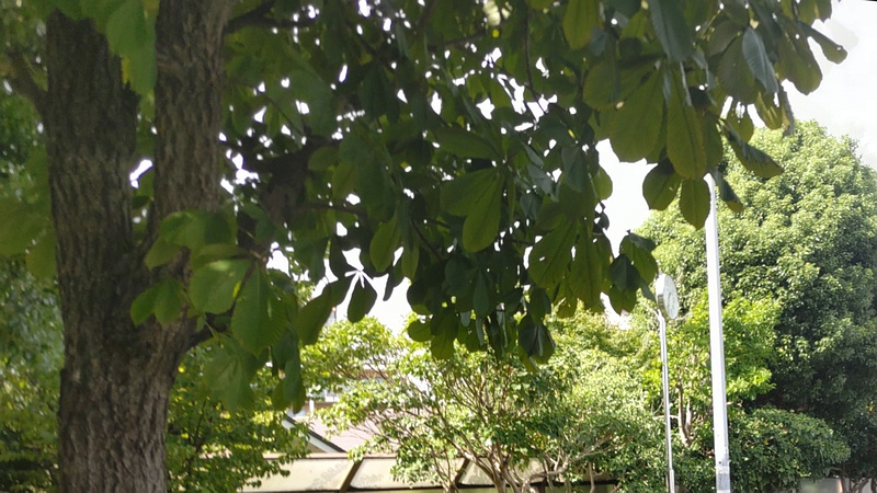 トチノキ 横浜市旭区鶴ヶ峰