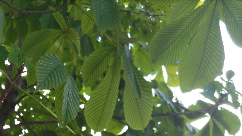 トチノキ 横浜市旭区鶴ヶ峰