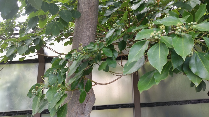 カクレミノの果実 横浜市旭区鶴ヶ峰