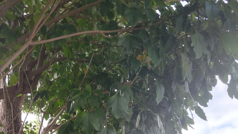 カクレミノの果実 横浜市旭区鶴ヶ峰