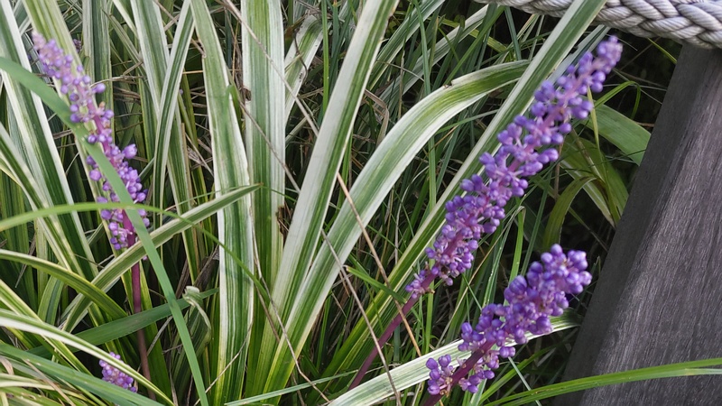 フイリヤブラン 東京都大田区平和島公園