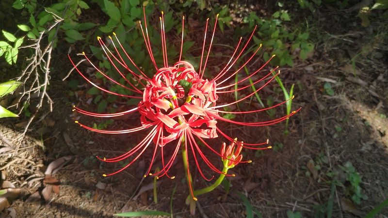 ヒガンバナ 東京都大田区平和島公園