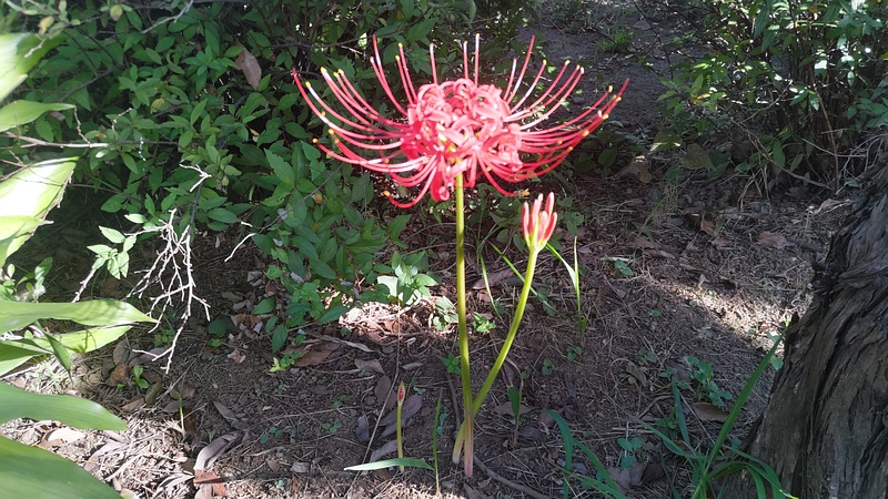 ヒガンバナ 東京都大田区平和島公園