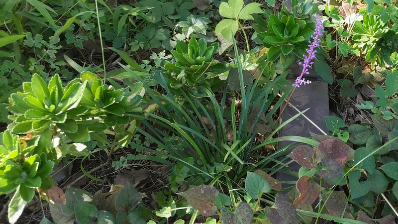 ヤブラン、ハマギク、ドクダミ 東京都大田区平和島公園
