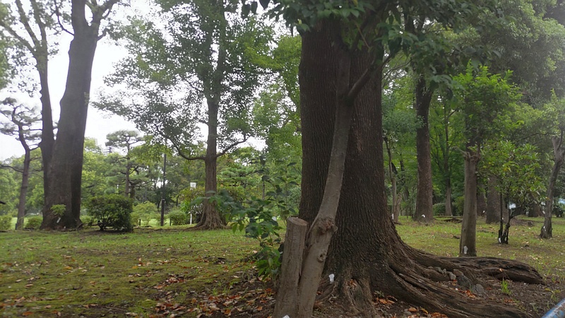 トウネズミモチの剪定跡 東京都大田区平和島公園