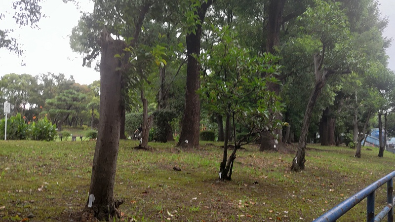 トウネズミモチの剪定跡 東京都大田区平和島公園