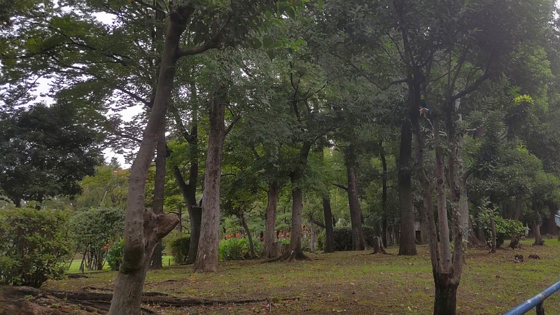 トウネズミモチの剪定跡 東京都大田区平和島公園