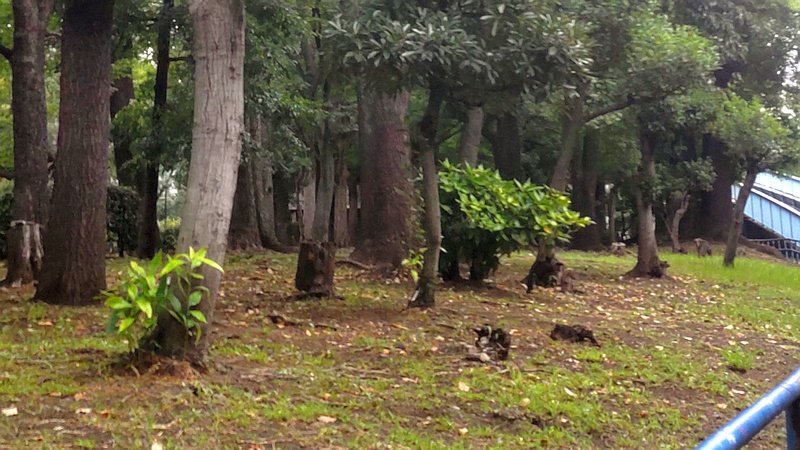 トウネズミモチの伐採跡 東京都大田区平和島公園