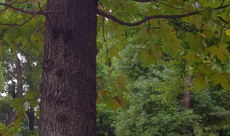 モミジバフウの樹皮とクスノキ 東京都大田区平和島公園