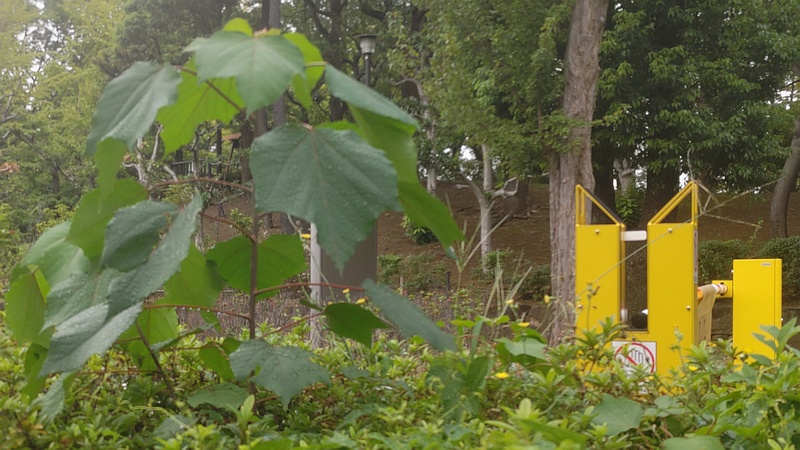 アカメガシワ 東京都大田区平和島公園