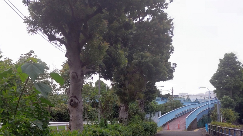 ヤマモモ並木 東京都大田区平和島公園