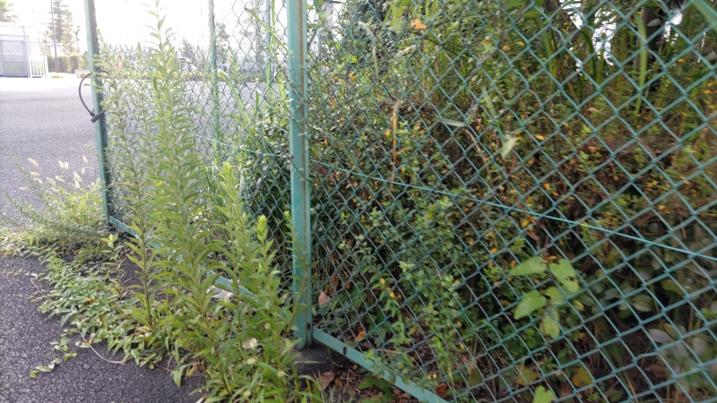 セイタカアワダチソウ 東京都大田区大和大橋