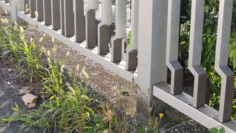 エノコログサ 東京都大田区大和大橋