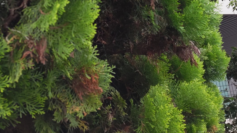 ニオイヒバ 東京都大田区東海