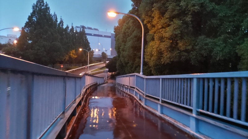 クスノキ並木 東京都大田区平和島公園