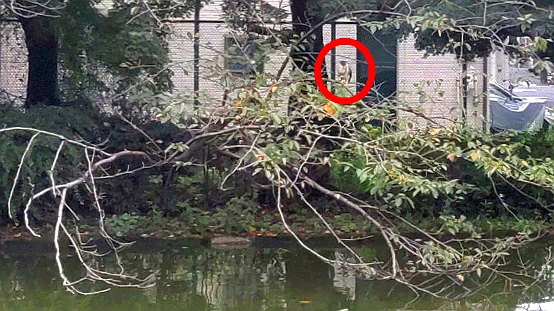 ゴイサギ 東京都大田区平和の森公園