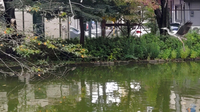 ゴイサギとアオサギ 東京都大田区平和の森公園