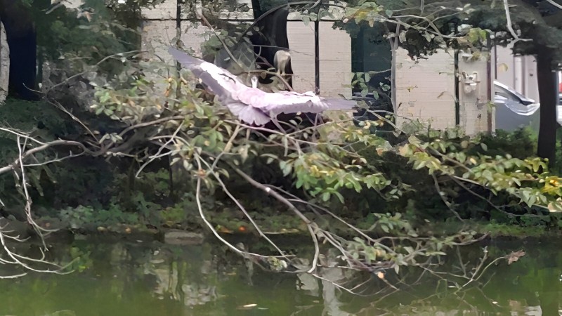 ゴイサギとアオサギ 東京都大田区平和の森公園