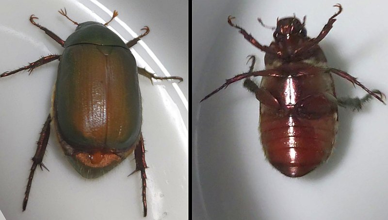 自宅のドアの前にいたアオドウガネ 横浜市旭区中希望が丘