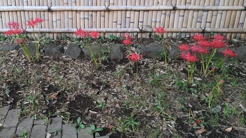 ヒガンバナ 横浜市瀬谷区長屋門公園