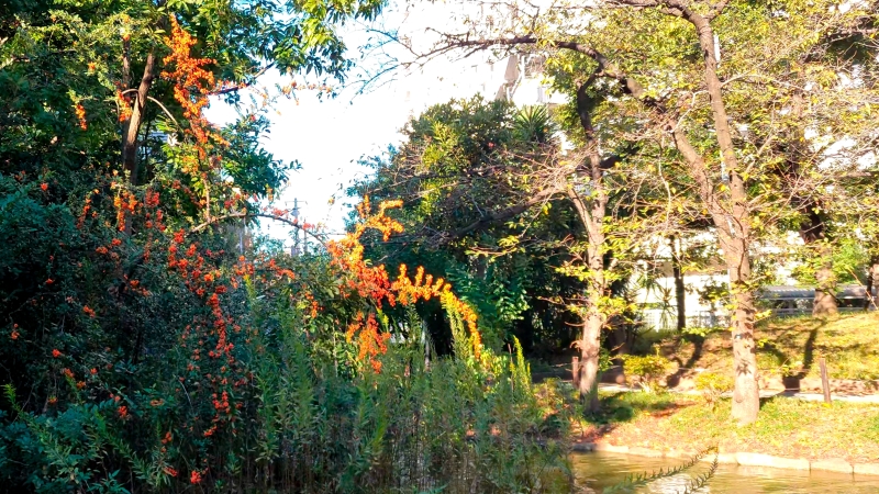 ピラカンサの果実 東京都大田区平和の森公園