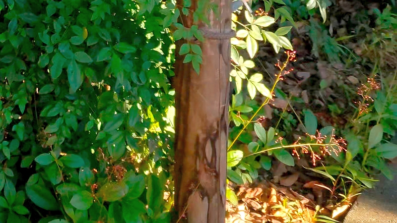 ナンテンとハゼラン 東京都大田区平和の森公園