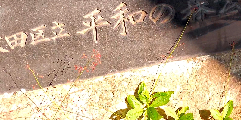 ハゼランの花 東京都大田区平和の森公園