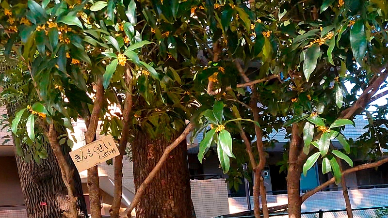 キンモクセイの花 東京都大田区平和の森公園