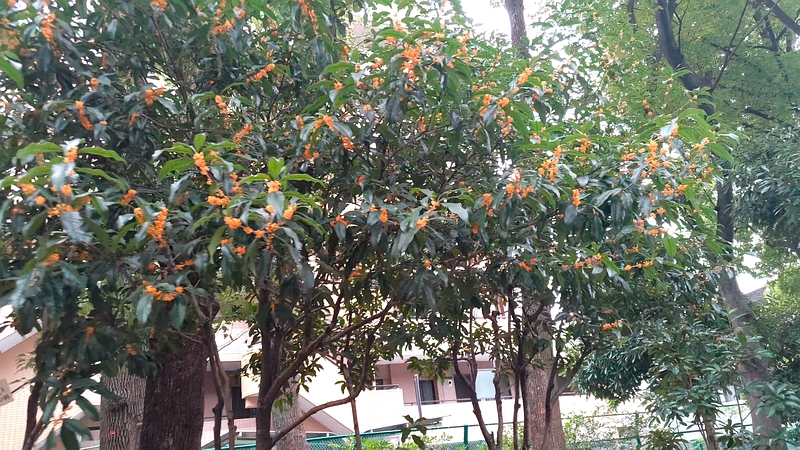 キンモクセイの花と名札 東京都大田区平和の森公園