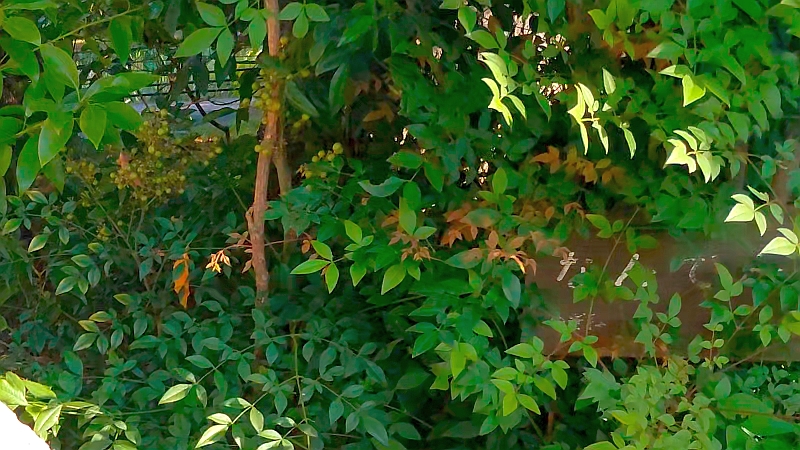 ナンテンの若い果実と名札 東京都大田区平和の森公園