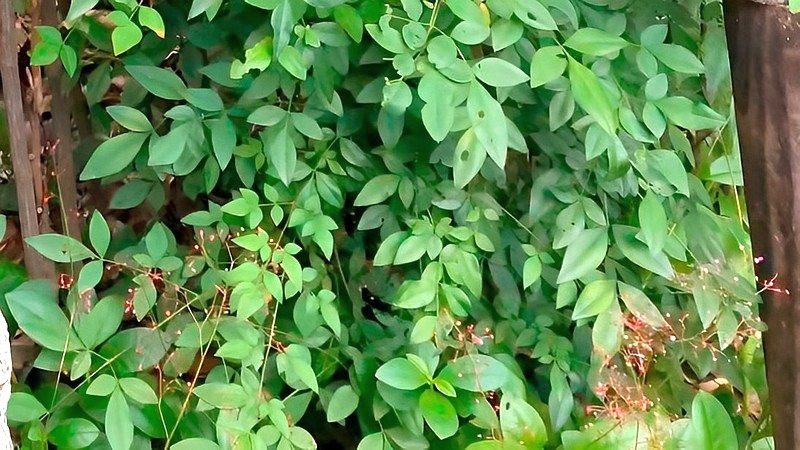 ナンテンとハゼラン 東京都大田区平和の森公園