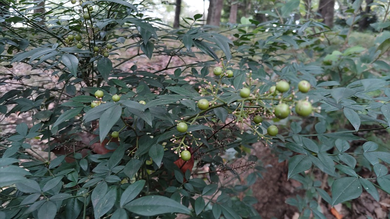 ナンテンの若い果実 東京都大田区平和の森公園