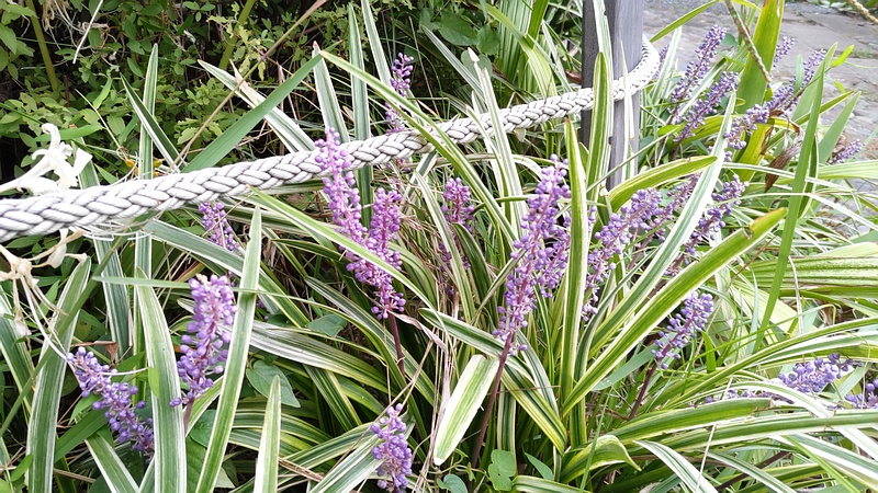 フイリヤブラン 東京都大田区平和島公園