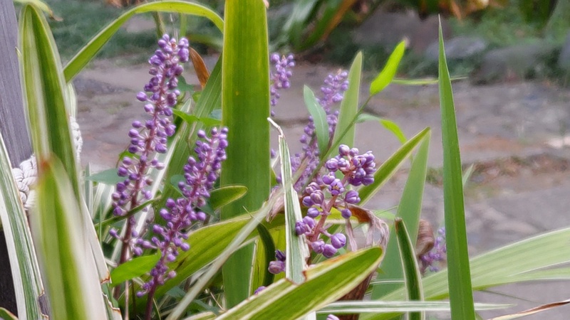 フイリヤブラン 東京都大田区平和島公園