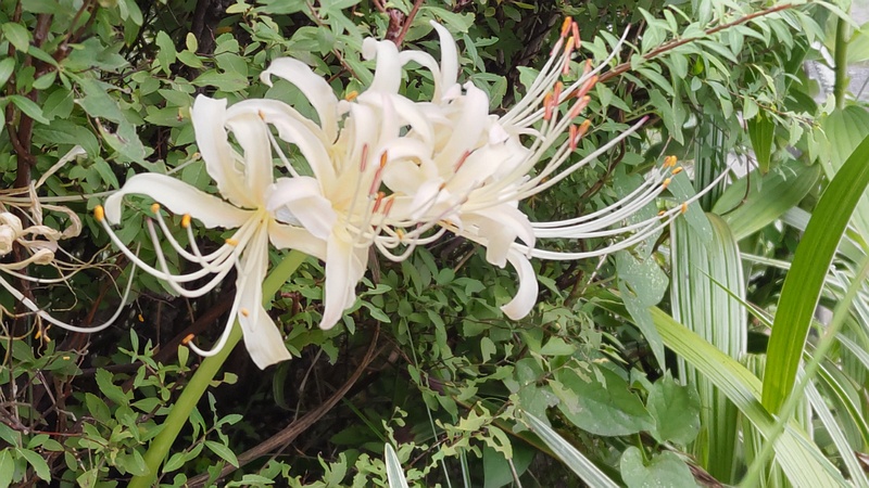 白いヒガンバナ 東京都大田区平和島公園