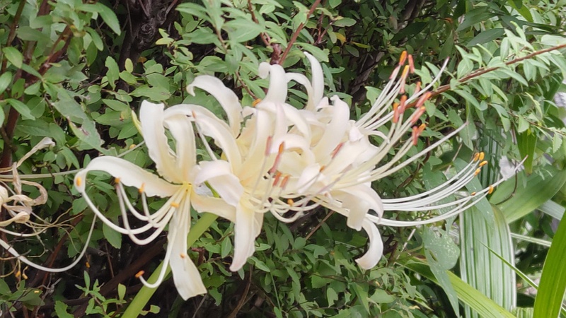 白いヒガンバナ 東京都大田区平和島公園