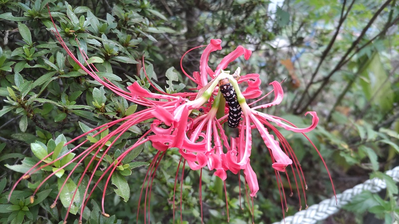 ヒガンバナとハマオモトヨトウ 東京都大田区平和島公園