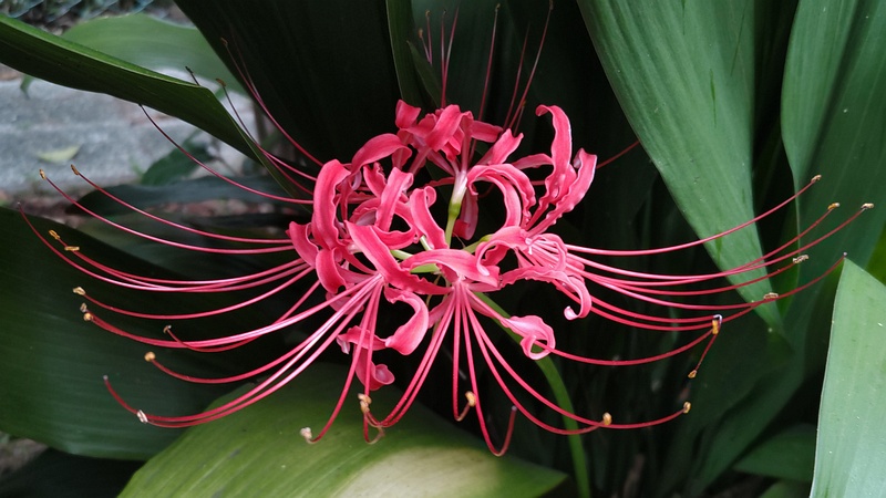 ヒガンバナ 東京都大田区平和島公園