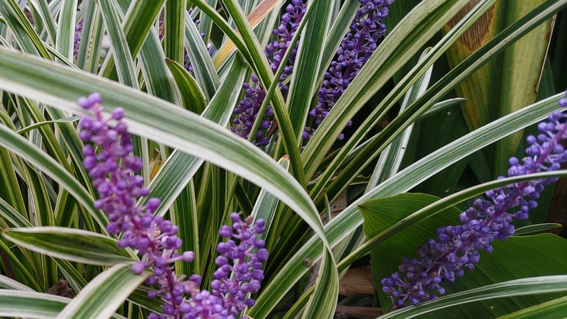 フイリヤブラン 東京都大田区平和島公園