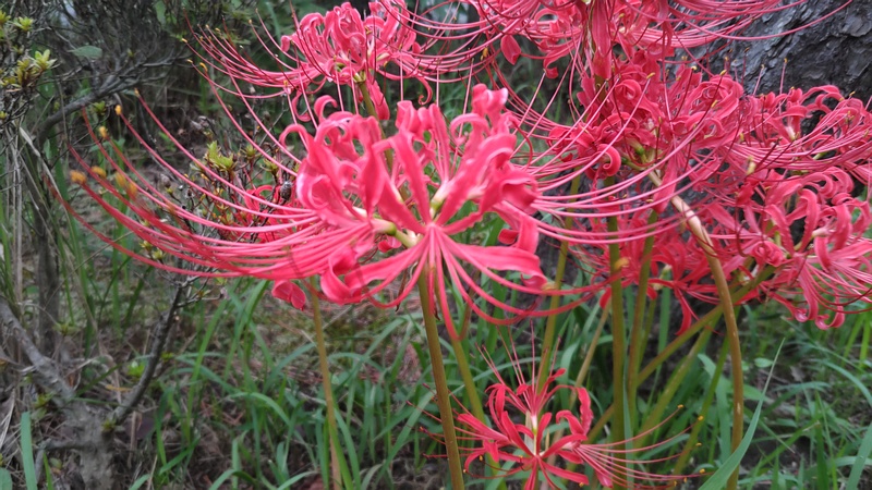 ヒガンバナ 東京都大田区平和島公園