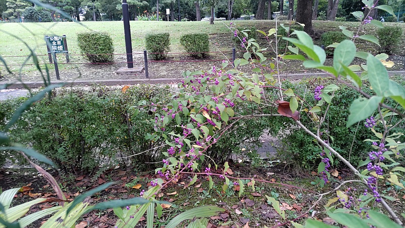 コムラサキの果実とユキヤナギの生垣 東京都大田区平和島公園