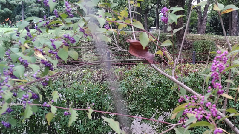 コムラサキ 東京都大田区平和島公園